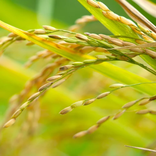 Rice-production material stream